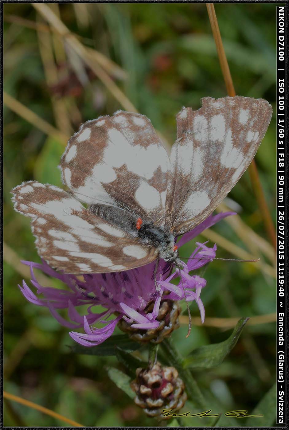 Melanargia sp.? Melanargia galathea